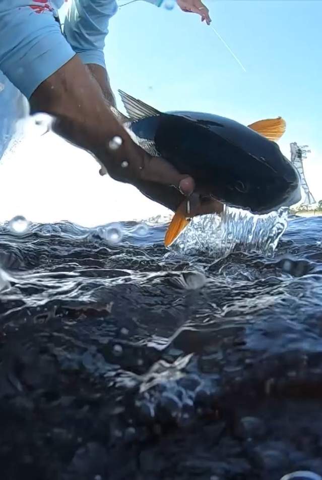 Man Holding Fish Out of Water in Panama City Beach