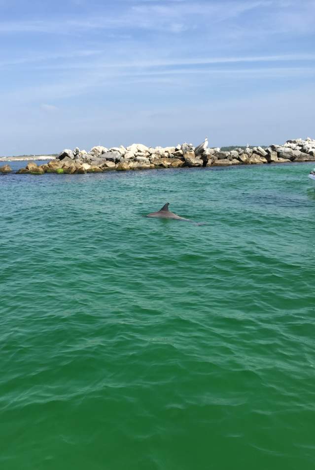 Bottlenose dolphin Panama City Beach Florida