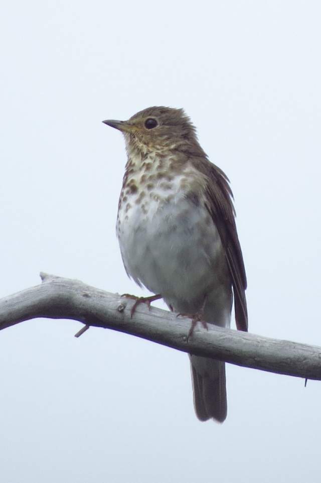Swainson's Thrush