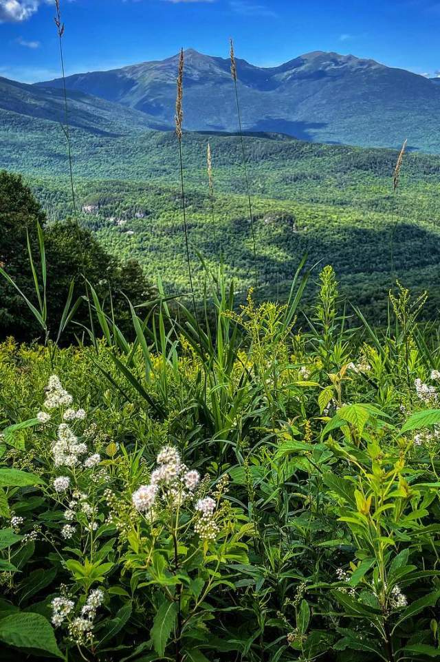 Mountain Range with Flowers in Foreground