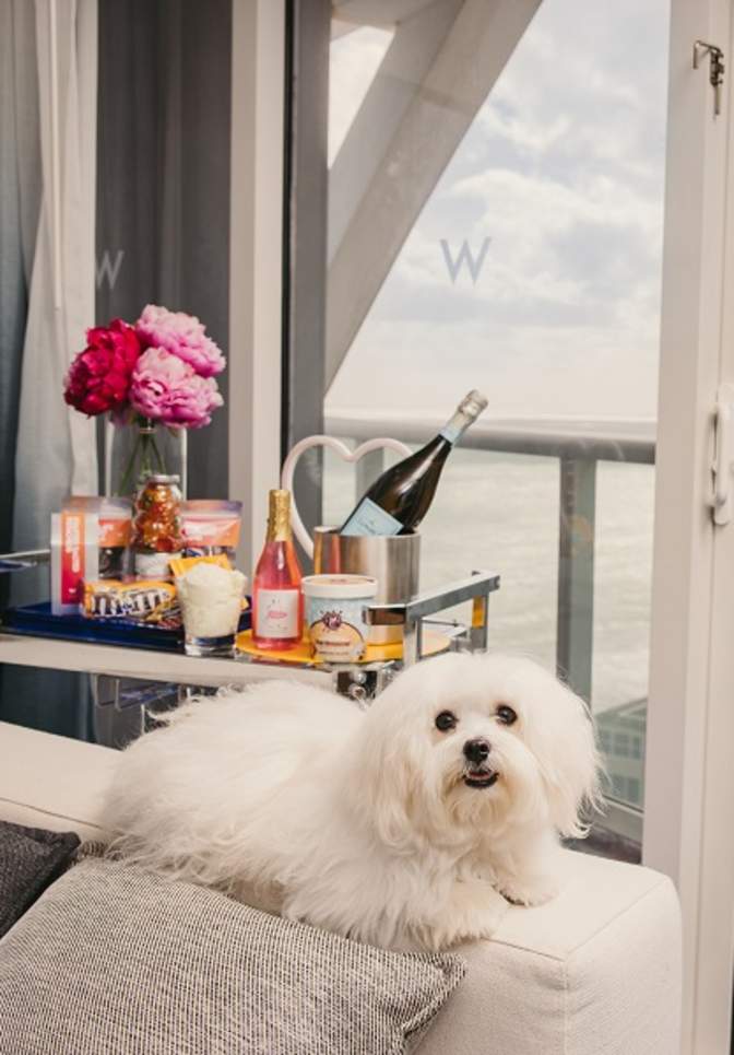 small white dog sitting on the arm of a chair enjoying an ocean view at the W Fort Laulderdale
