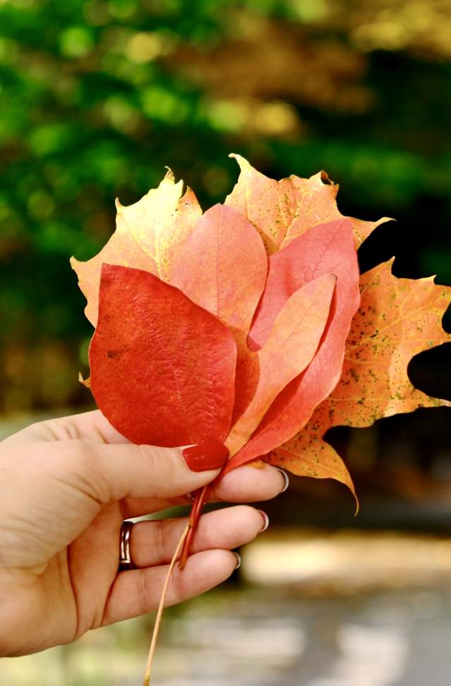 woman's hand holding up a spray of colorful autumn leaves in front of trail