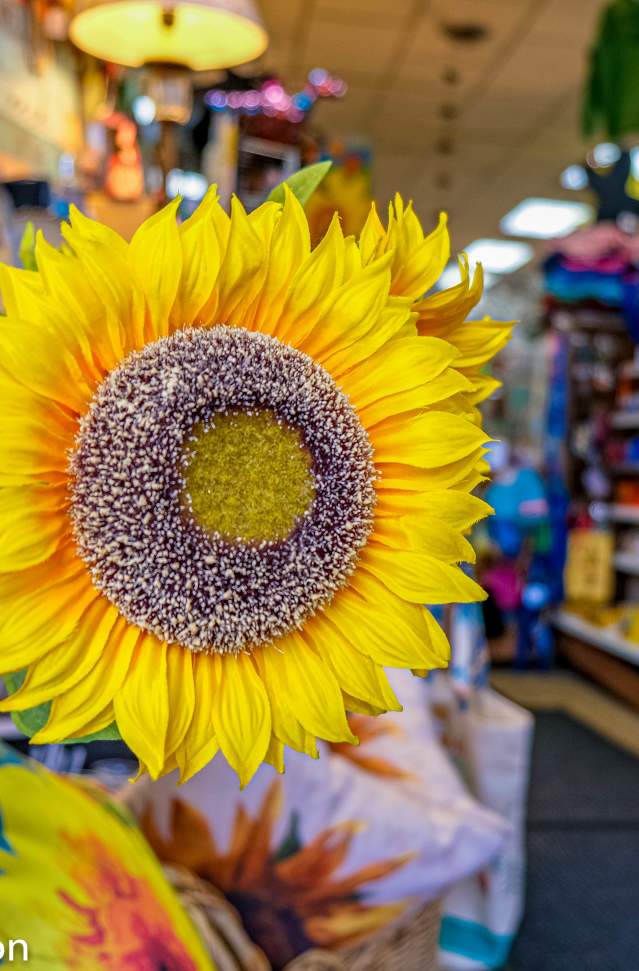 bright sunflower in foreground of shopping aisle in quaint market