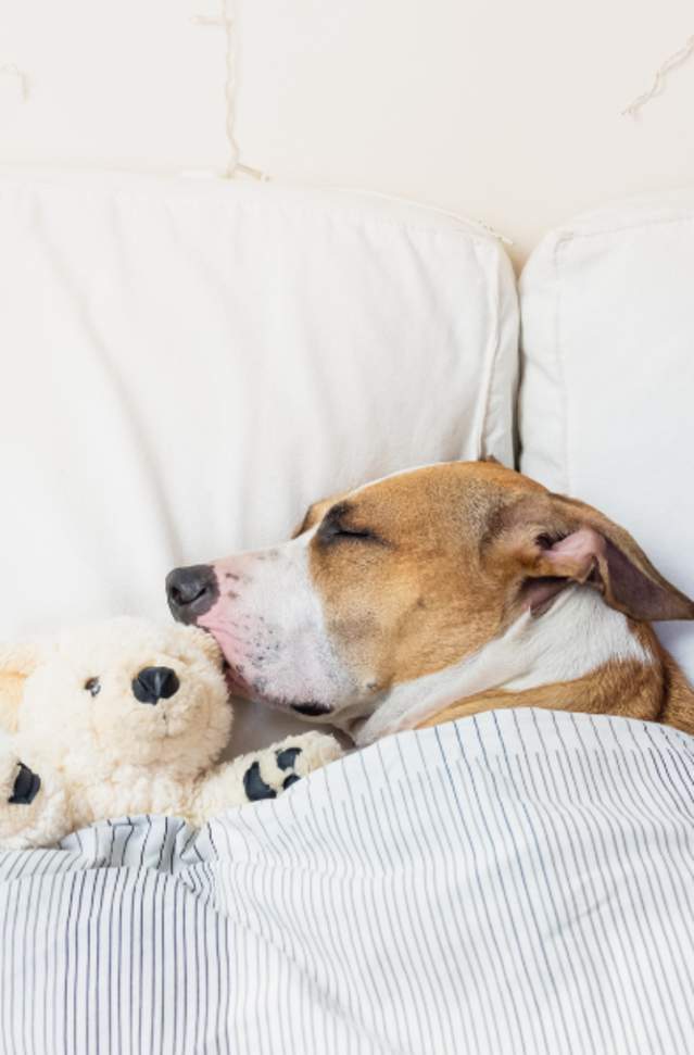 dog sleeping with teddy bear under blanket with pillows beneath head