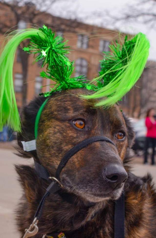 brindle dog wearing green sparkly headband at St. Patrick's Day Parade