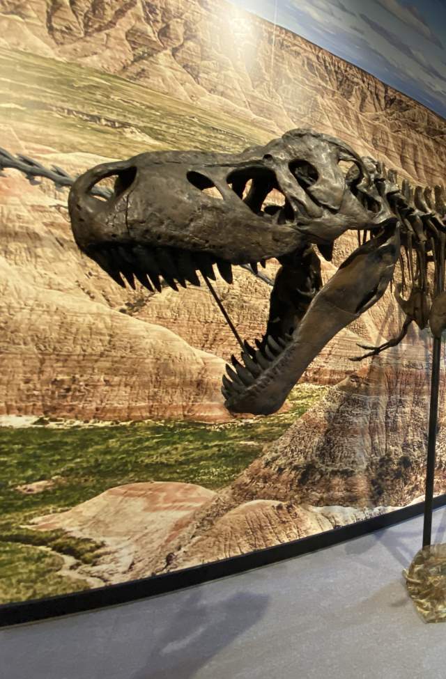 dinosaur skeleton on display at the journey museum in rapid city, sd