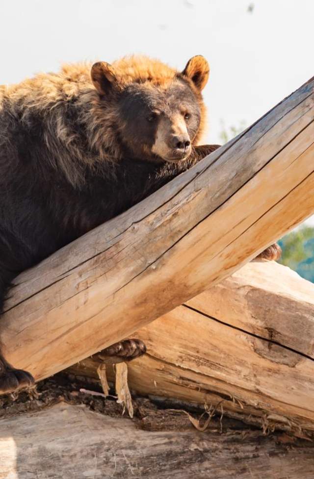 bear sitting on log at bear country usa with car driving through park in background