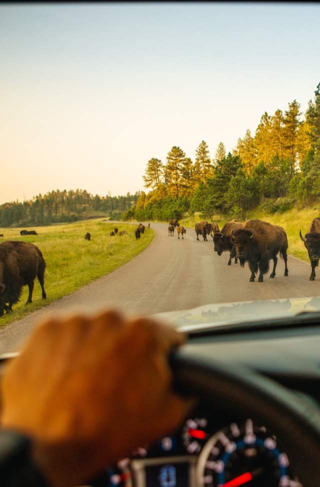 view outside of a vehicle with bison on the road in custer state park in south dakota