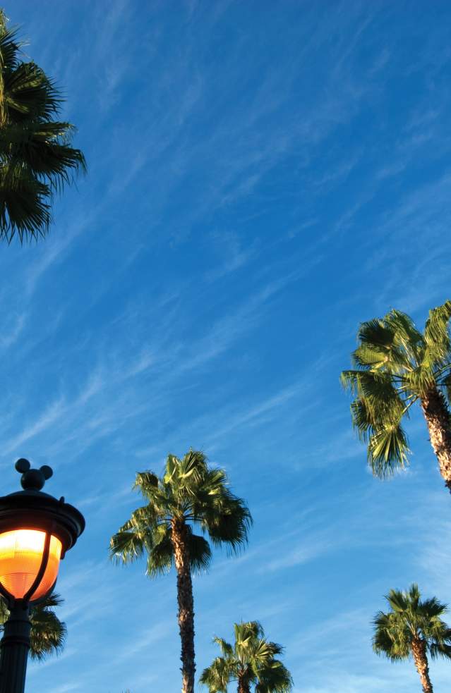 Anaheim palm trees