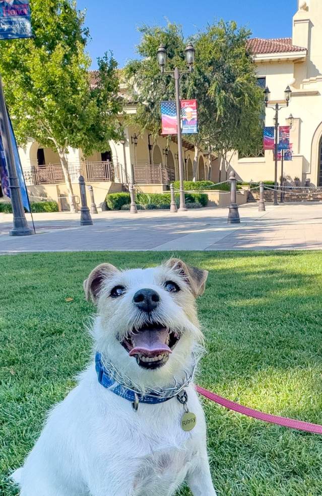 Dog Friendly Places in Temecula Valley