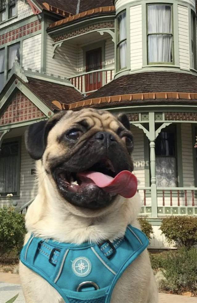 Elias the pug sitting in front of the historic Woelke‑Stoffel House in Anaheim, featuring a Victorian-style home with ornate trim, a wraparound porch, and landscaped grounds.