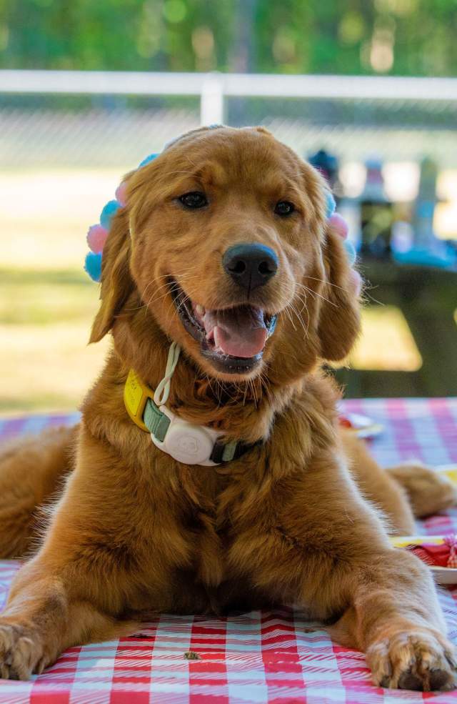 Dog Parks