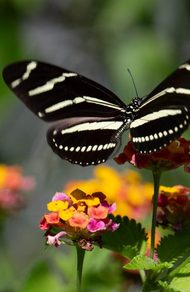 Zebra Longwing Butterfly