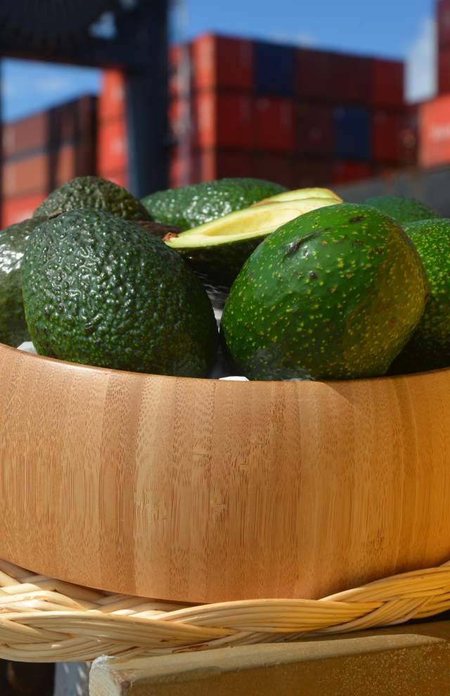 Avocados are imported into Port Everglades