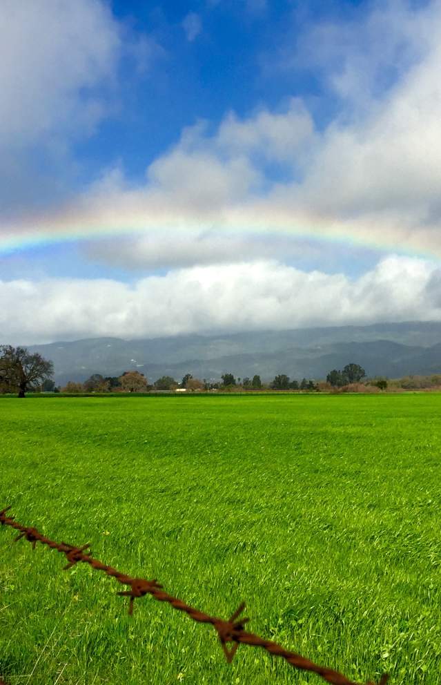 Winter in Sonoma Valley