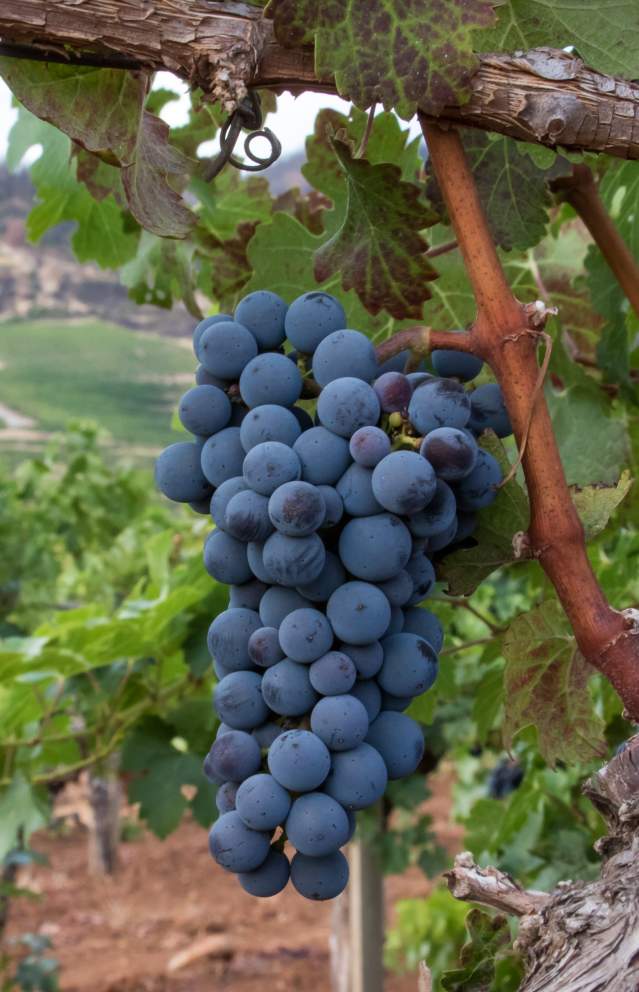 Cluster of ripe grapes hanging on the vine in a vineyard