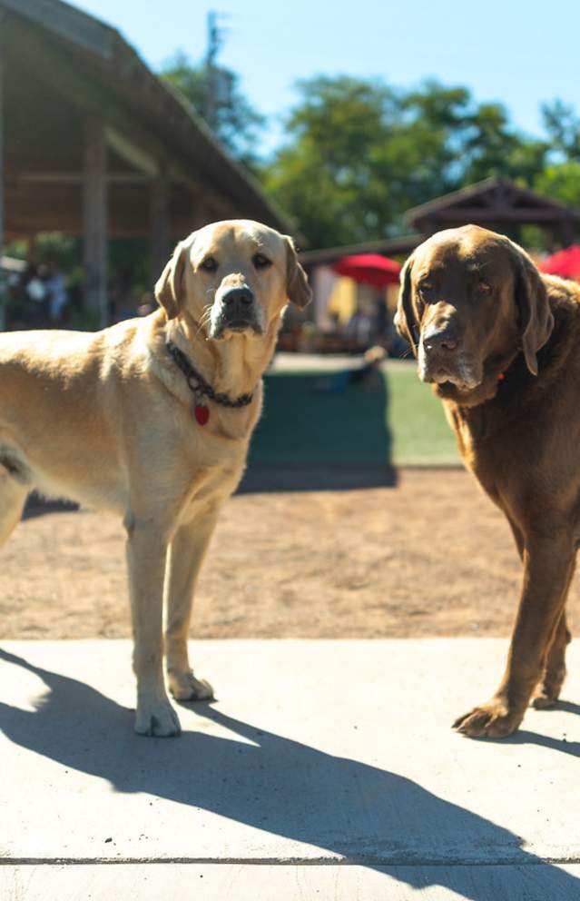 Dog-Friendly Sonoma Valley