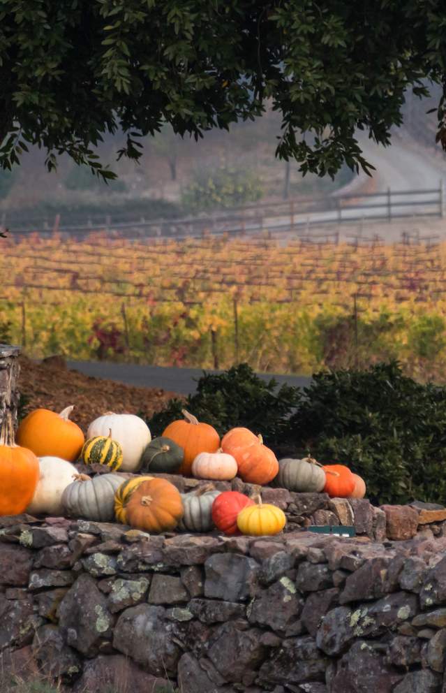 Fall in Sonoma Valley