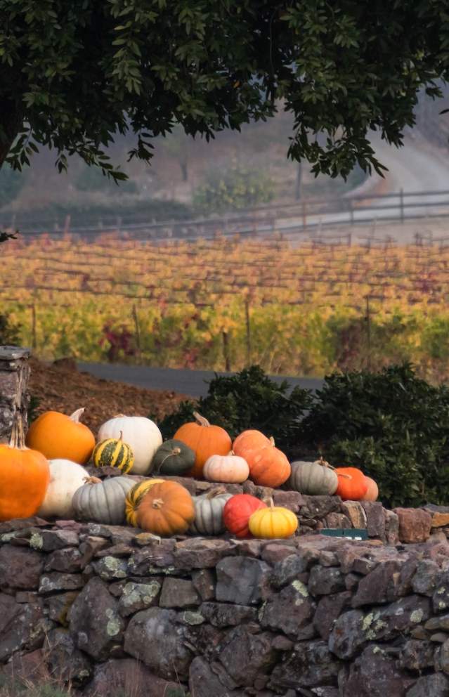Pumpkins_SonomaValley