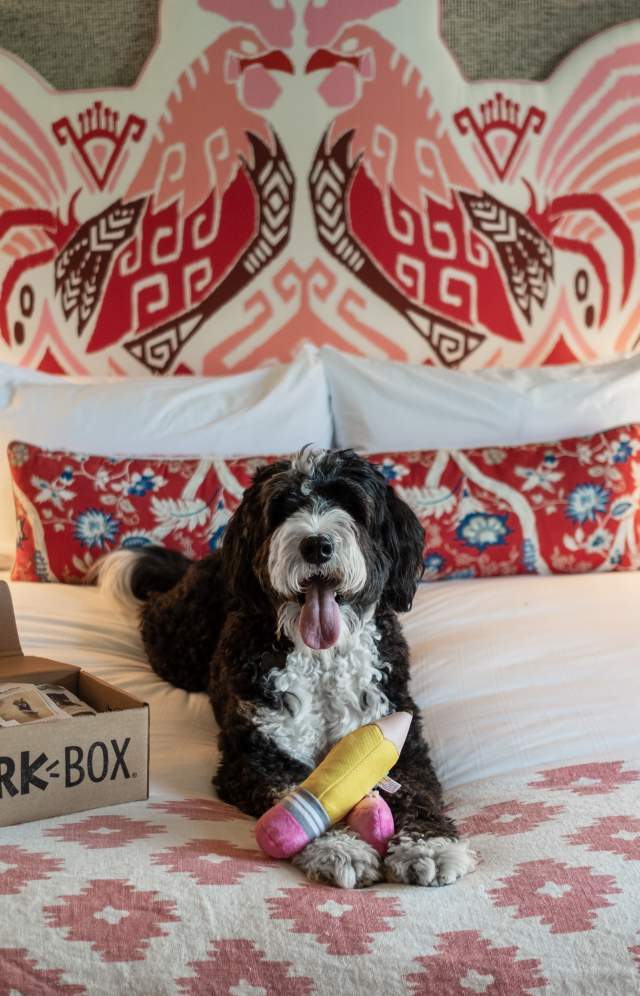 Bernedoodle Sally poses at the dog-friendly Graduate Columbia hotel for Influencer owner duo, the Traveling Newlyweds.
