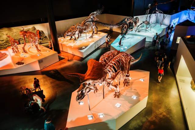 Dinosaur Exhibit at The Museum of Natural Science In Houston, TX