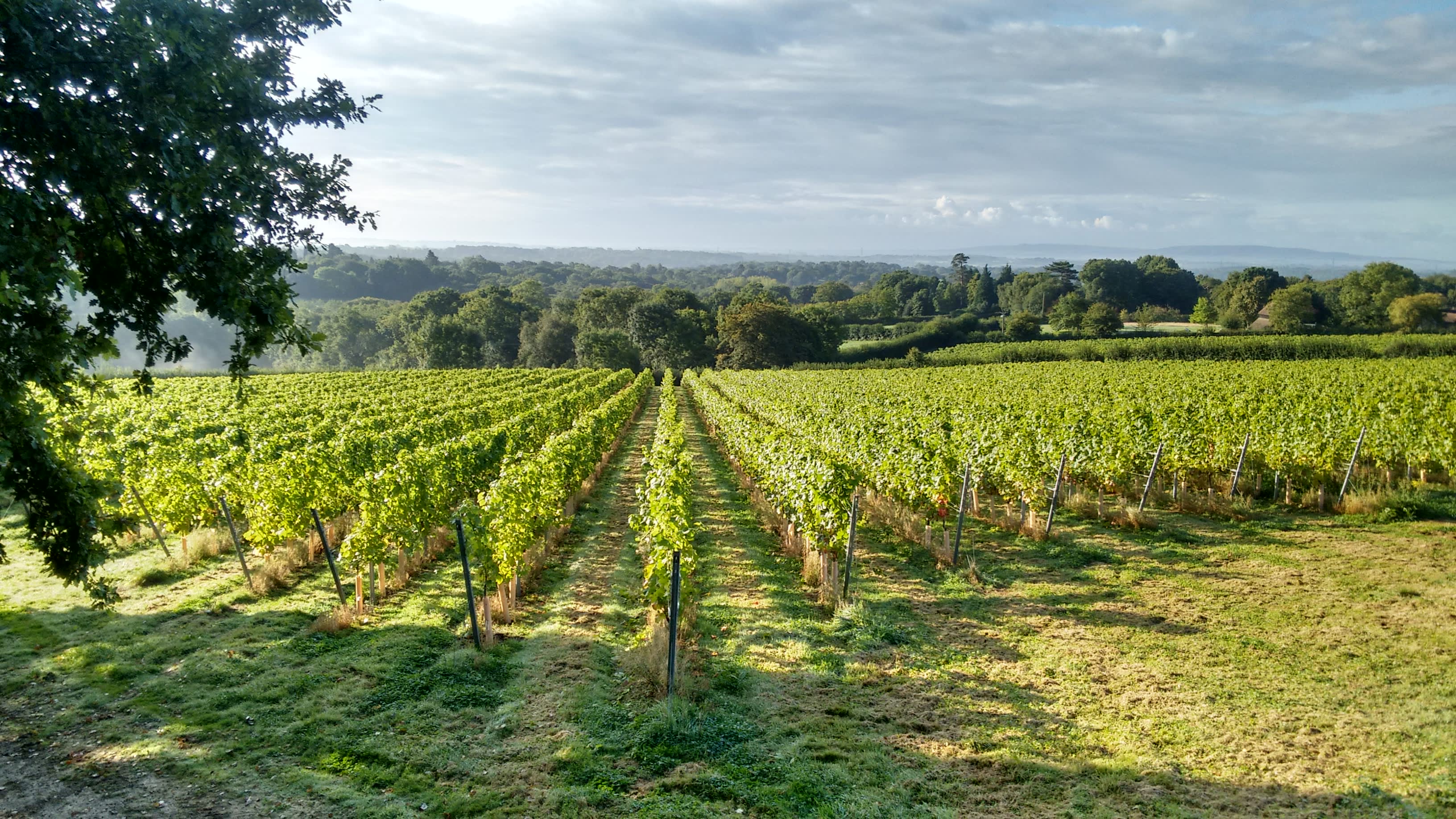 Rows of vines at a Sussex vineyard