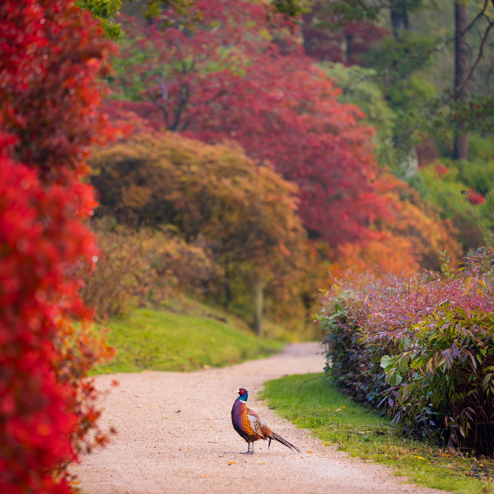 Pheasant standing in between tress with red autumnal colours at Leonardslee Gardens, Sussex