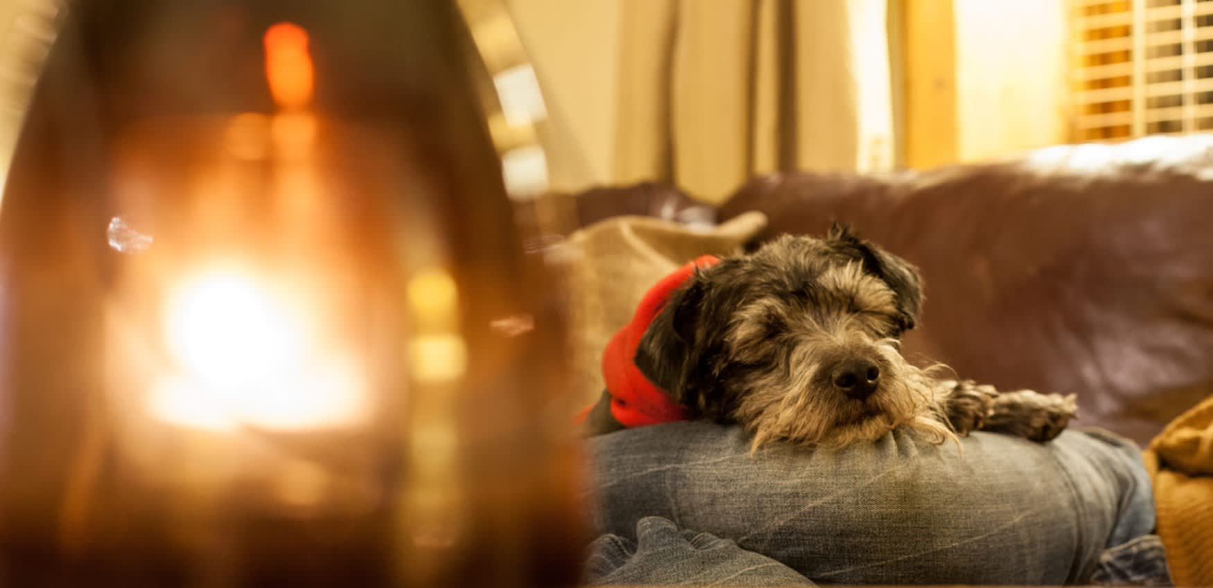 A terrier dog with a red neck tie is fast asleep on a blue cushion