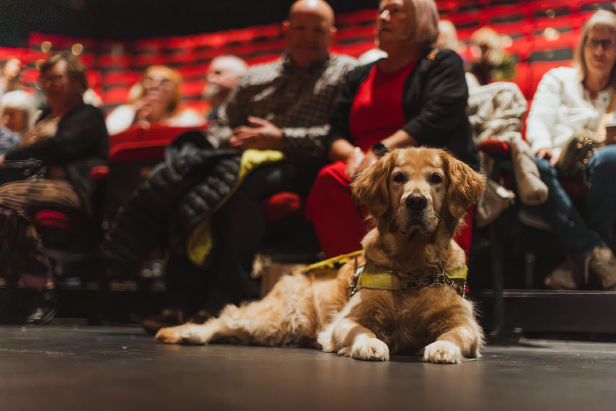 A guide dog sits on the floor of Hull Truck Theatre auditorium, whilst several people are sat in the red seating bank behind.