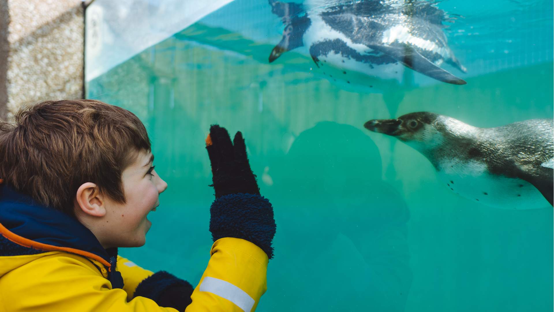 Young girl looking at penguin at the zoo