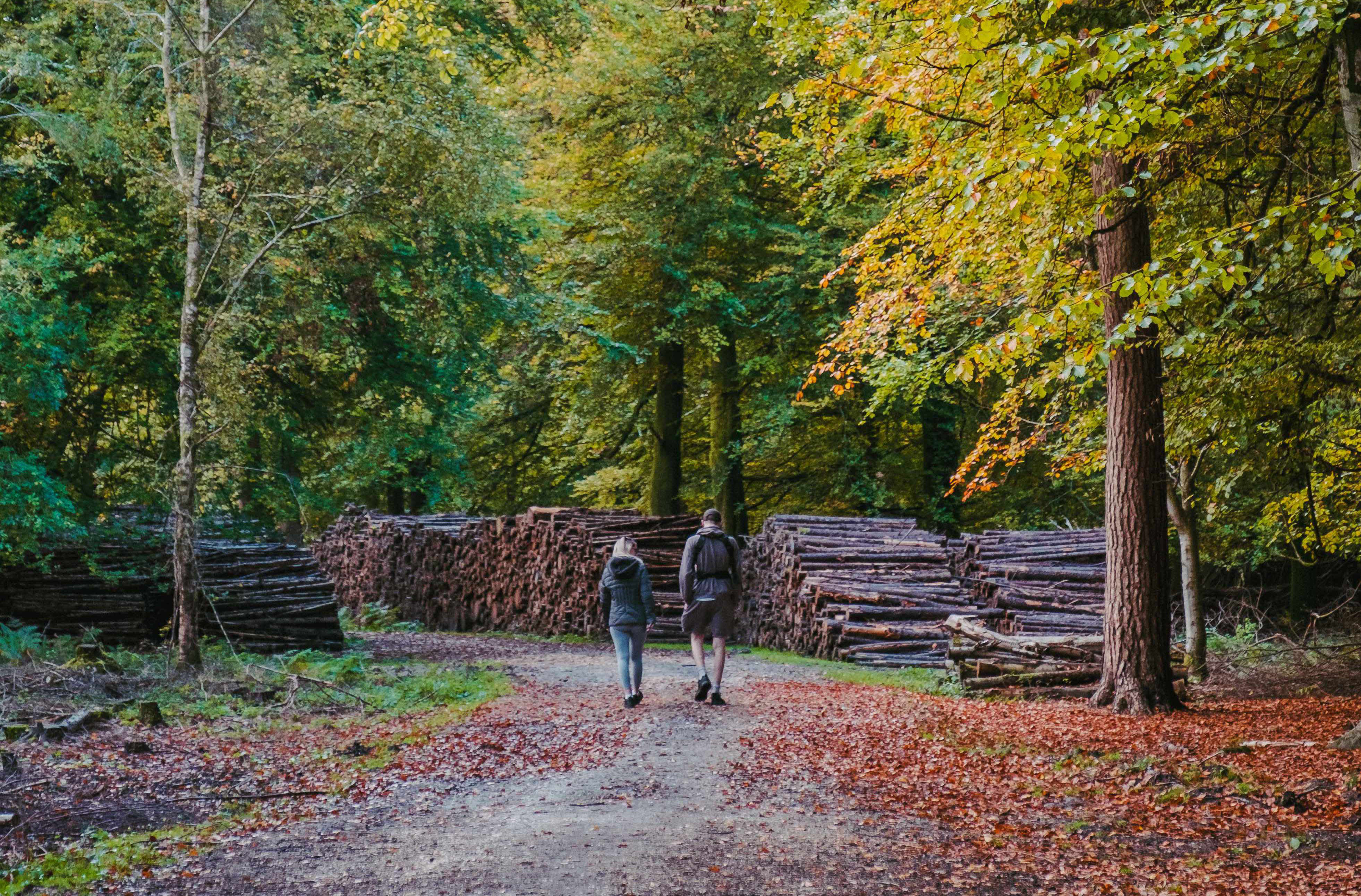 Two people walking in the New Forest in the autumn - Walking Feature Picture