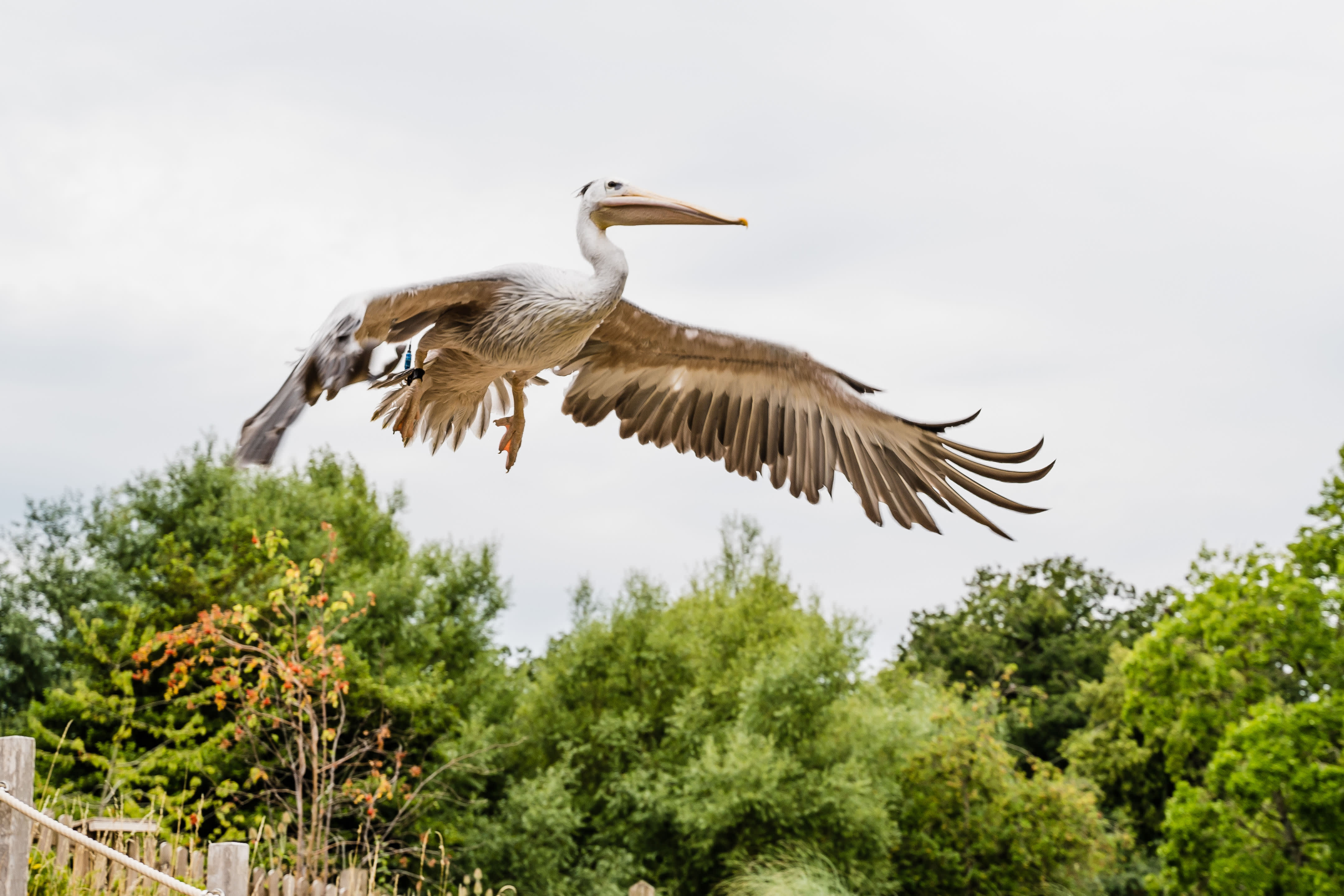 A pelican flying in the Living Wetland Theatre