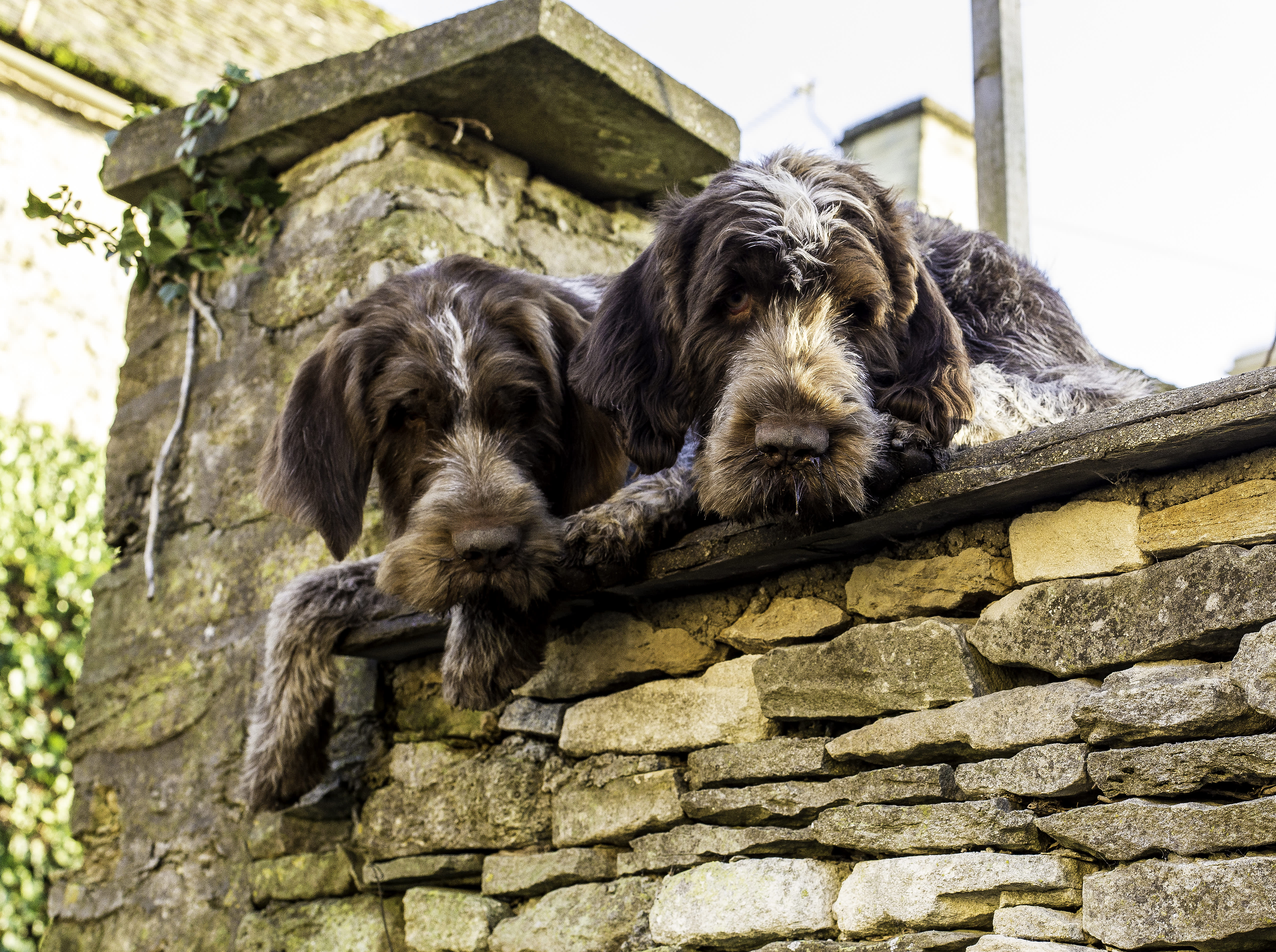 Two dogs looking over a wall