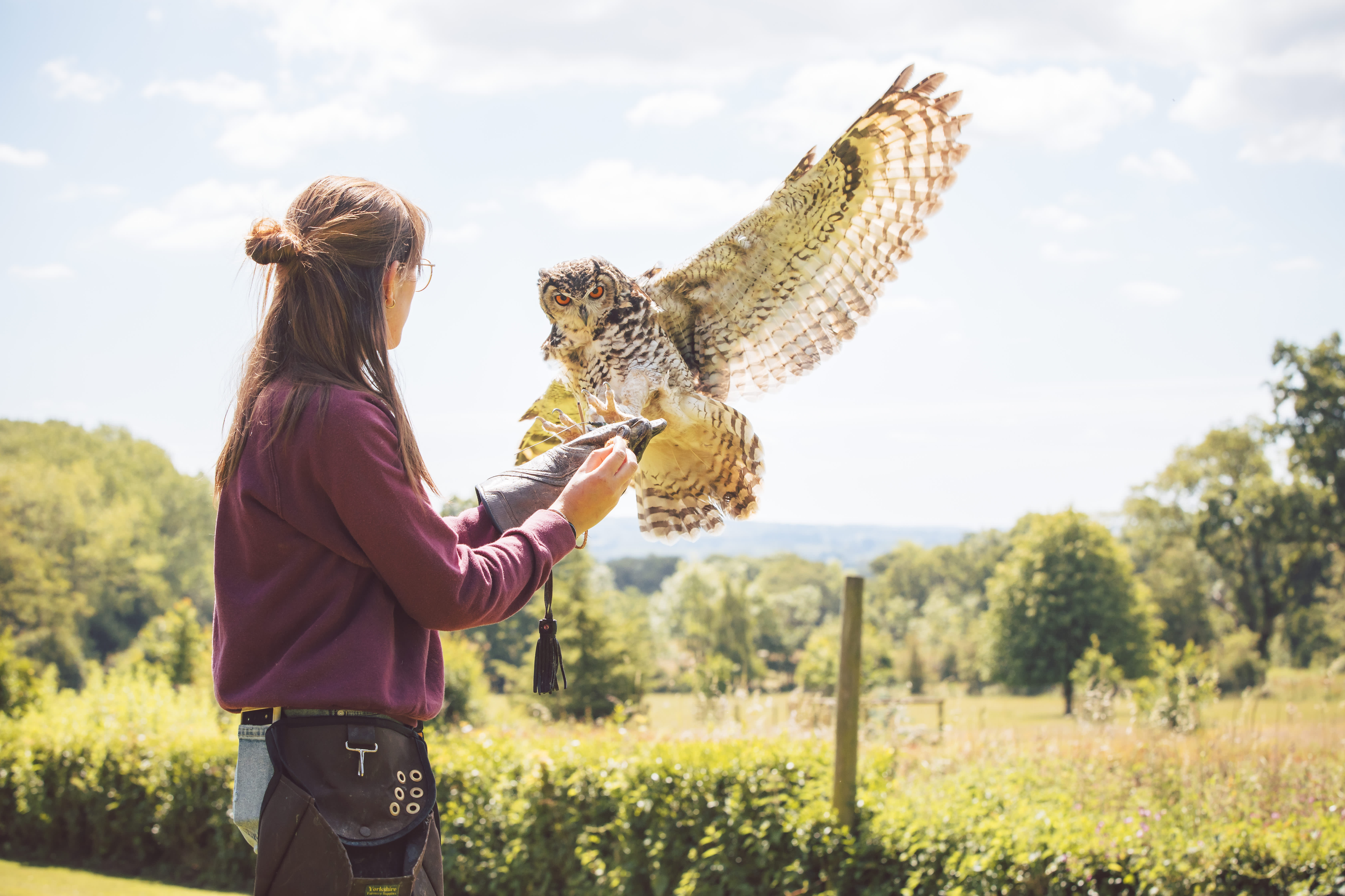An owl landing on a handler's arm at Cotswold Falconry Centre