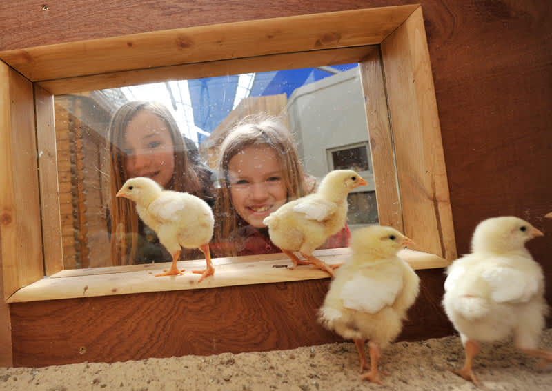 Little girls looking at chicks through a glass window