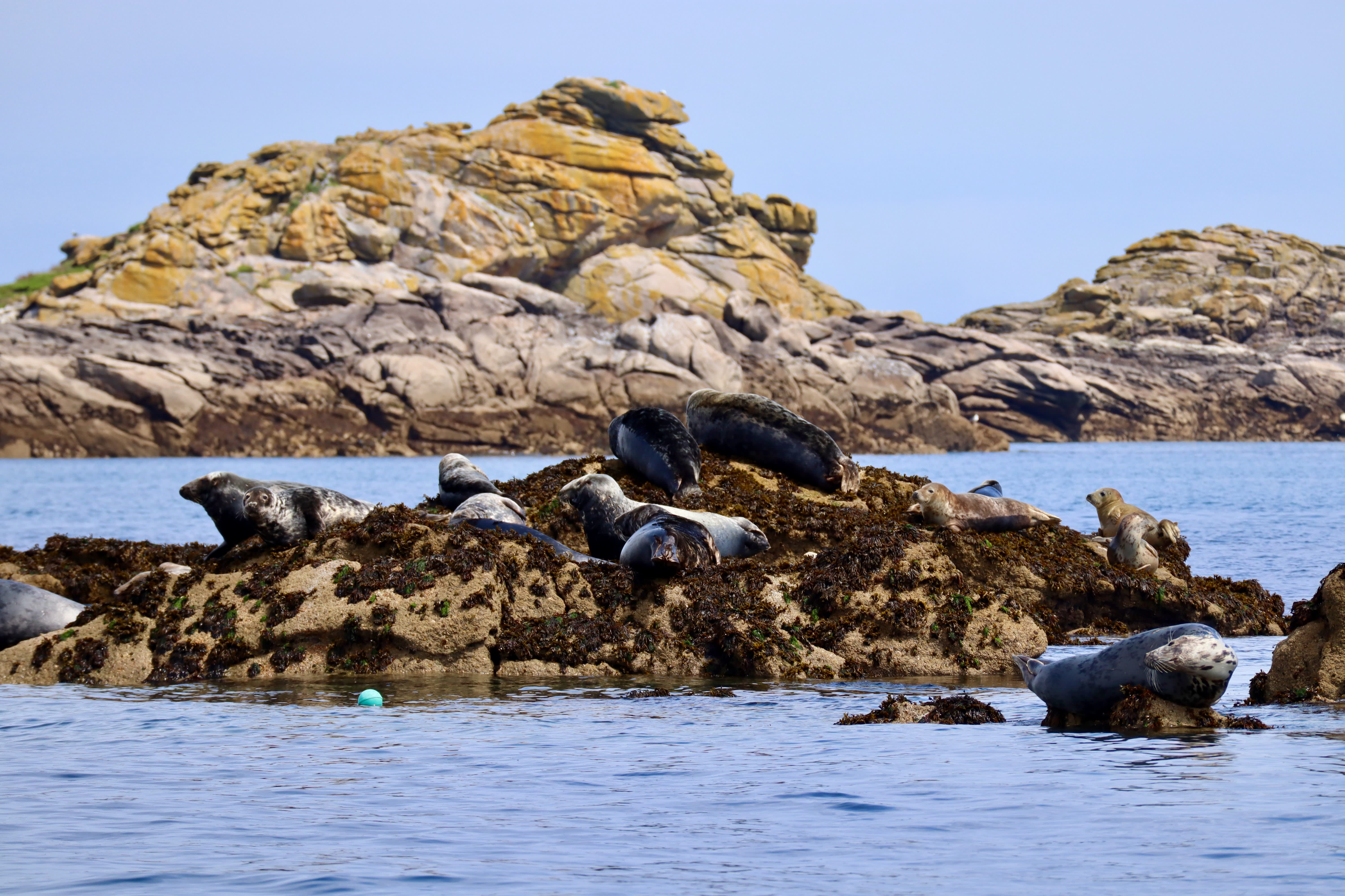 Seals on rock