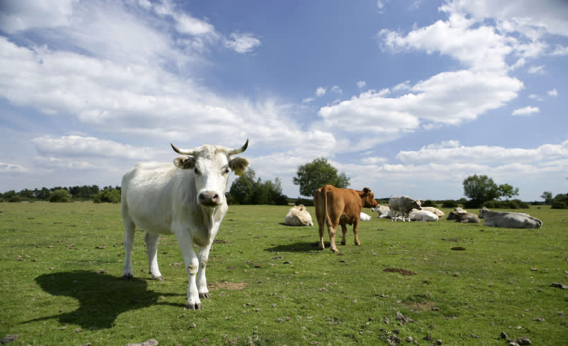 Cattle Collection