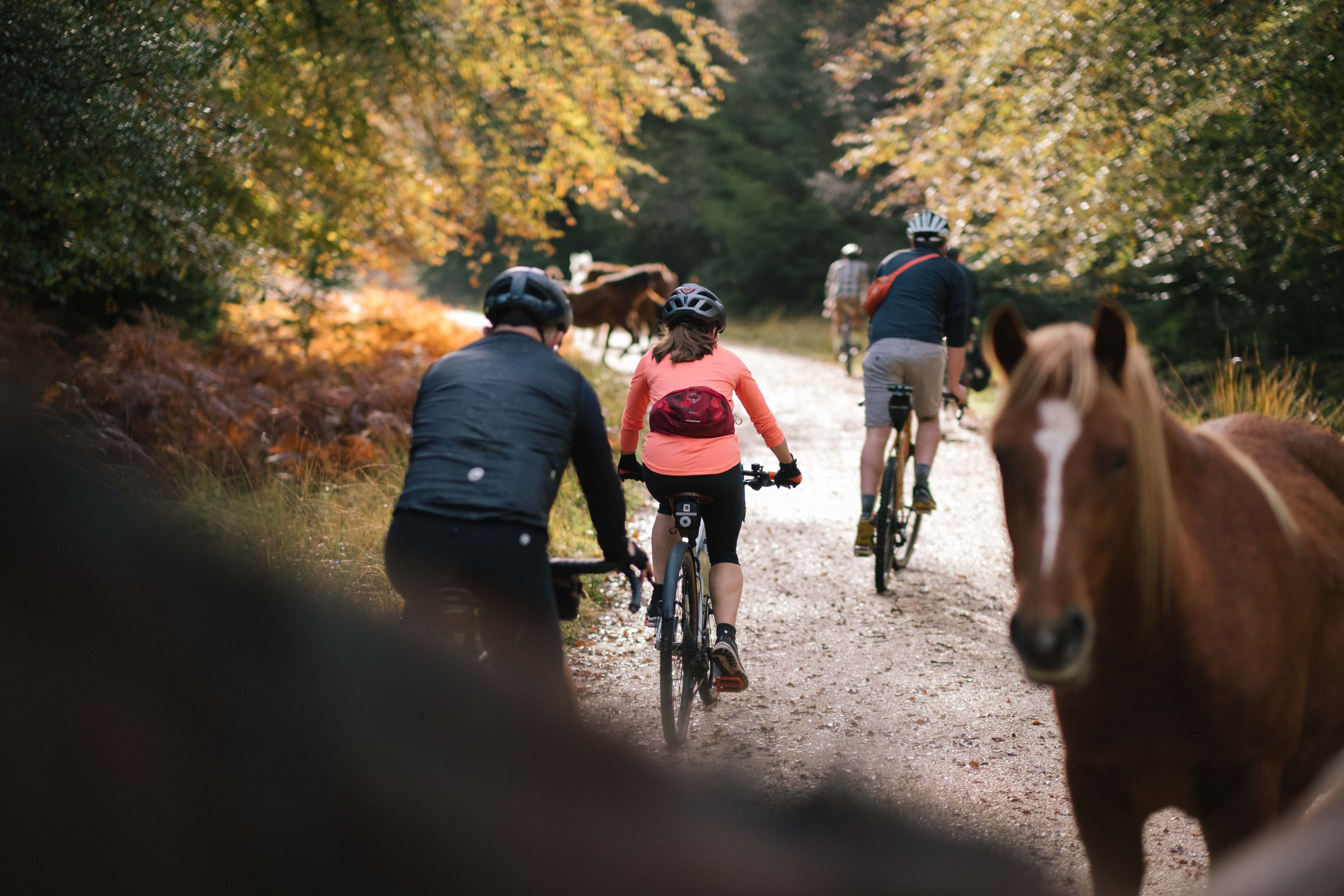 Group riding amongst ponies in the New Forest with The Woods Cyclery