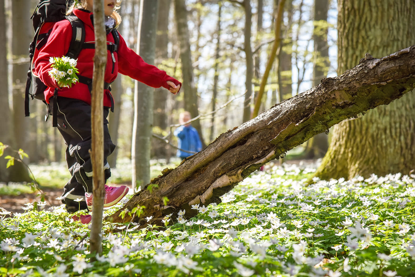 Dame som går tur i hvitveis i Albyskogen