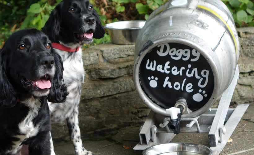 Dog Places to Eat Collection