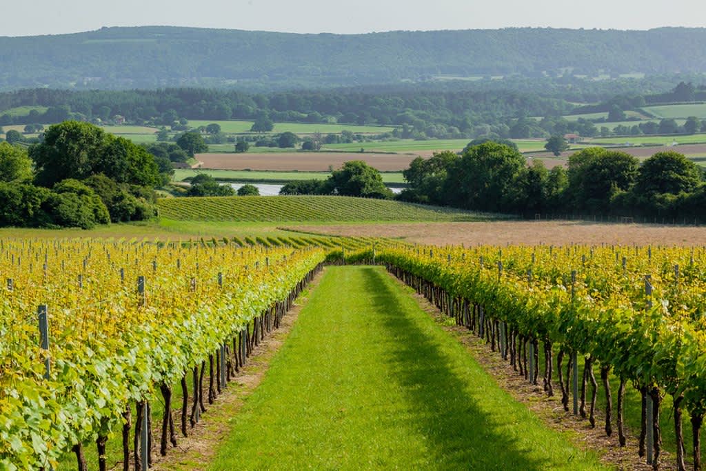 Two rows of vines looking down to rolling hills and countryside at Roebuck Estate, Sussex