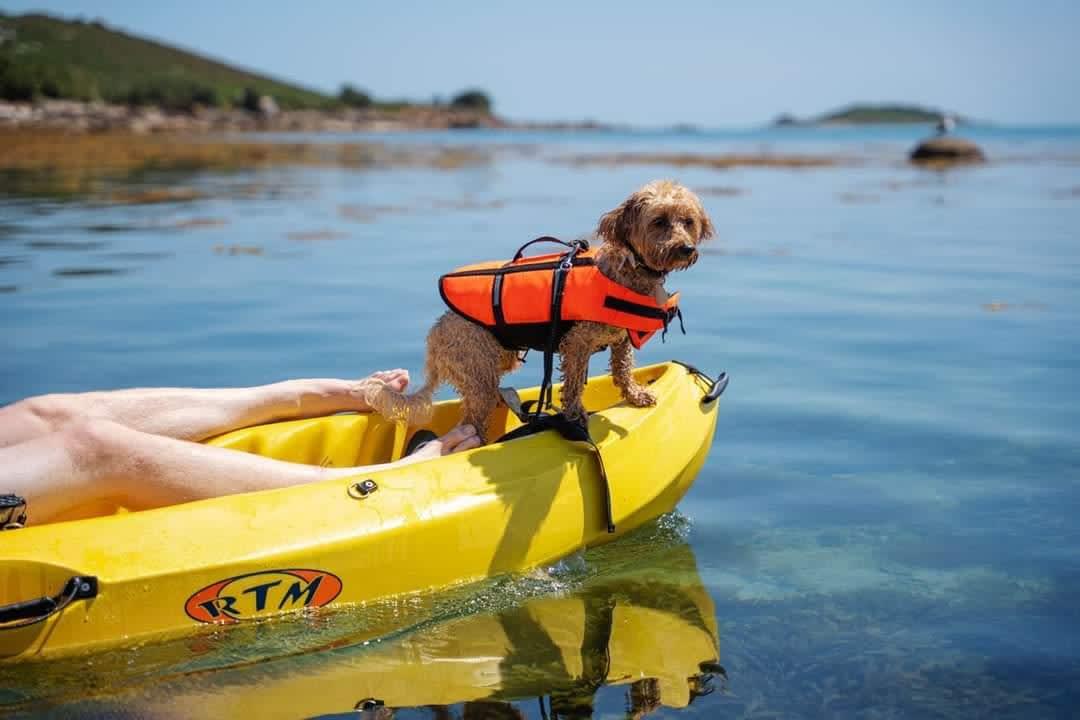 Dog on a kayak