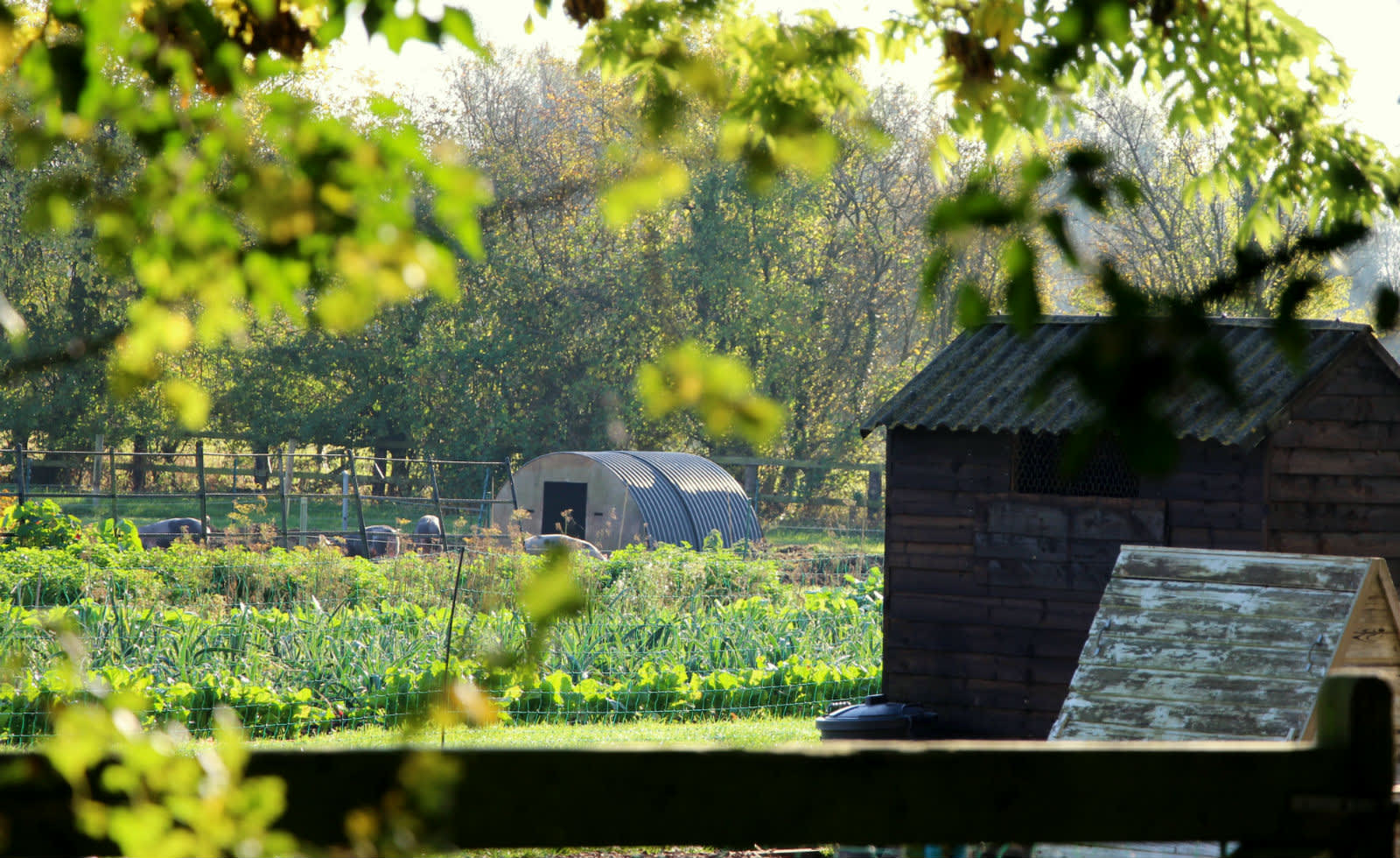 Thyme restaurant kitchen garden