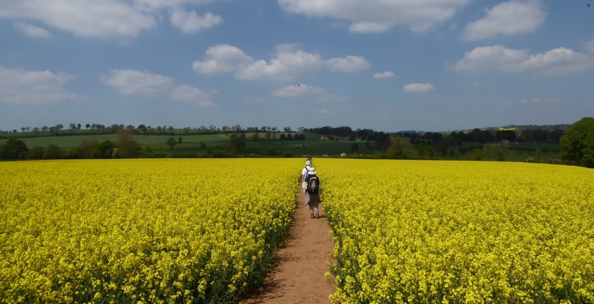 A group of walkers hike through a field of bright yellow rapeseed