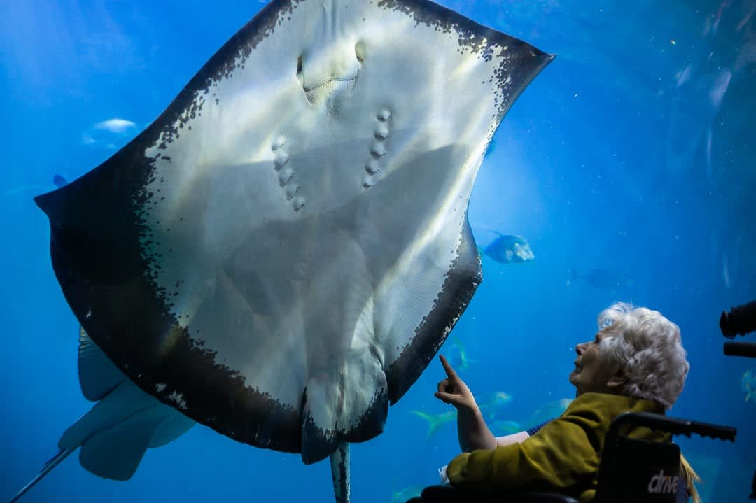 Image of lady in wheelchair looking at a ray in an aquarium