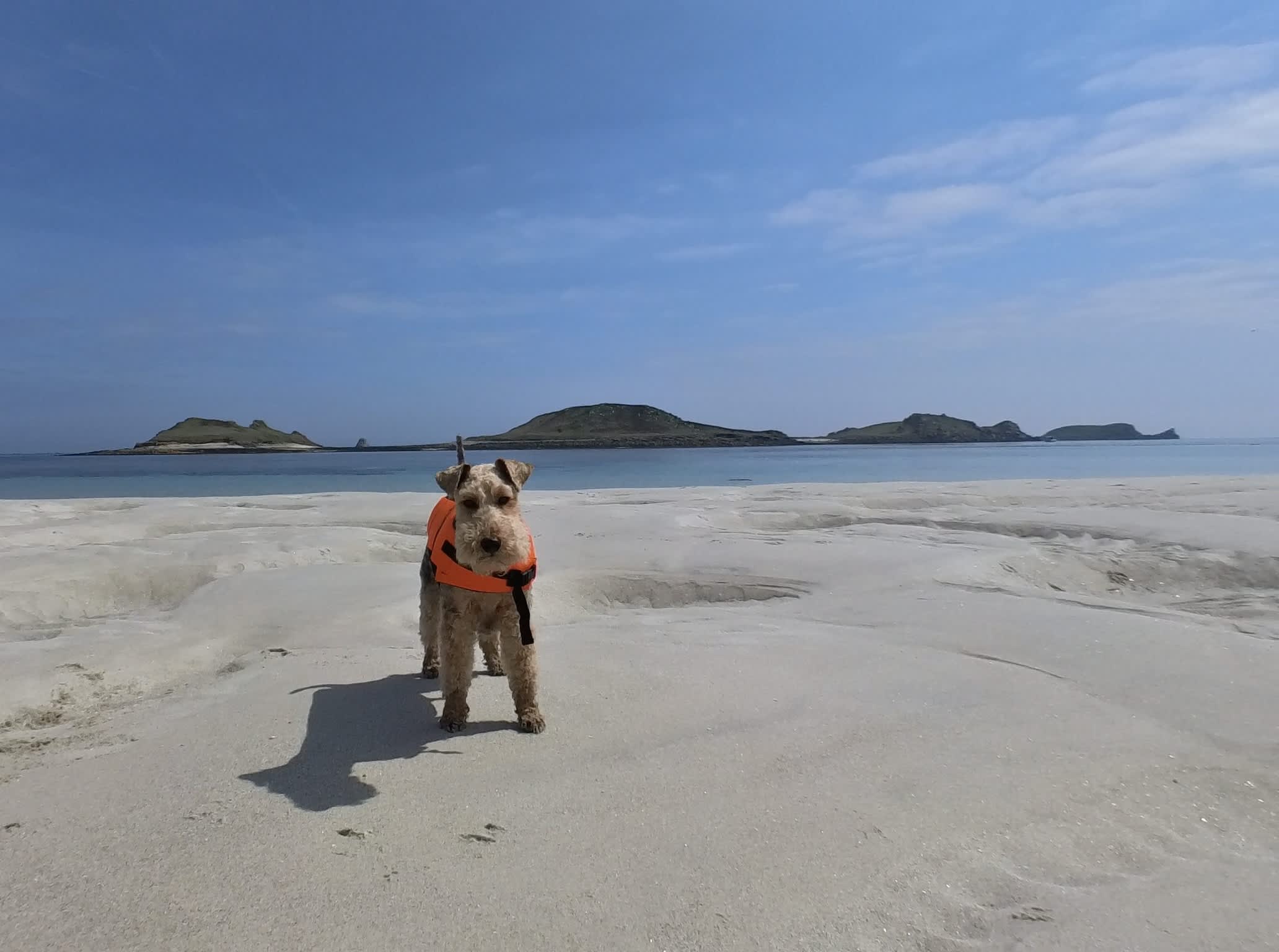 Dog on the beach