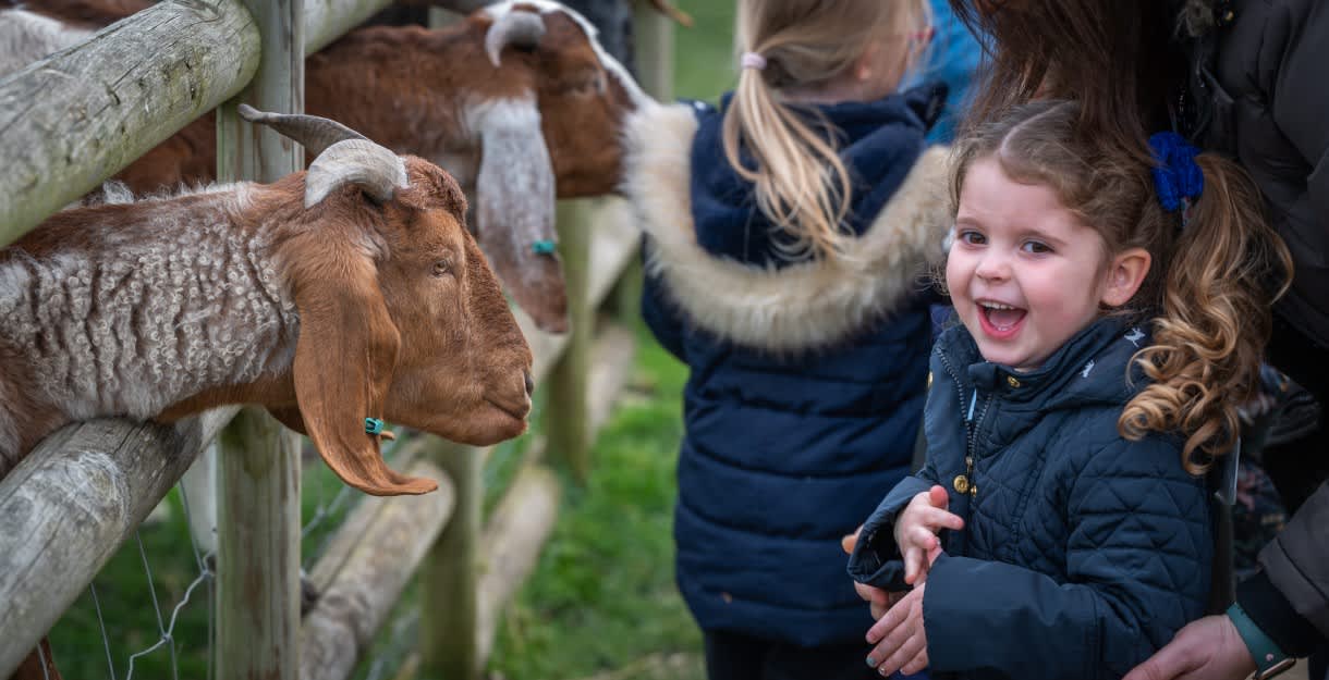 A little girl with bunches smiles with excitement as a goat pokes its head through a fence