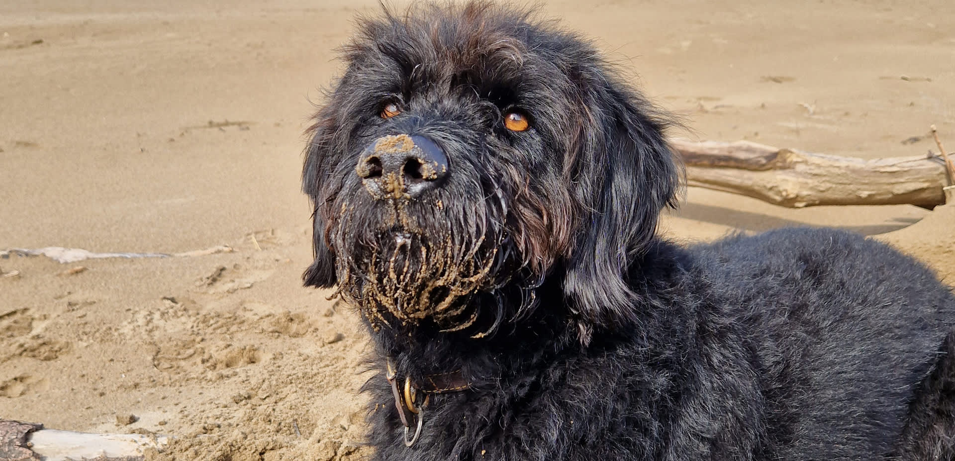 Chief Brody shares his favourite dog walking spots in North Devon