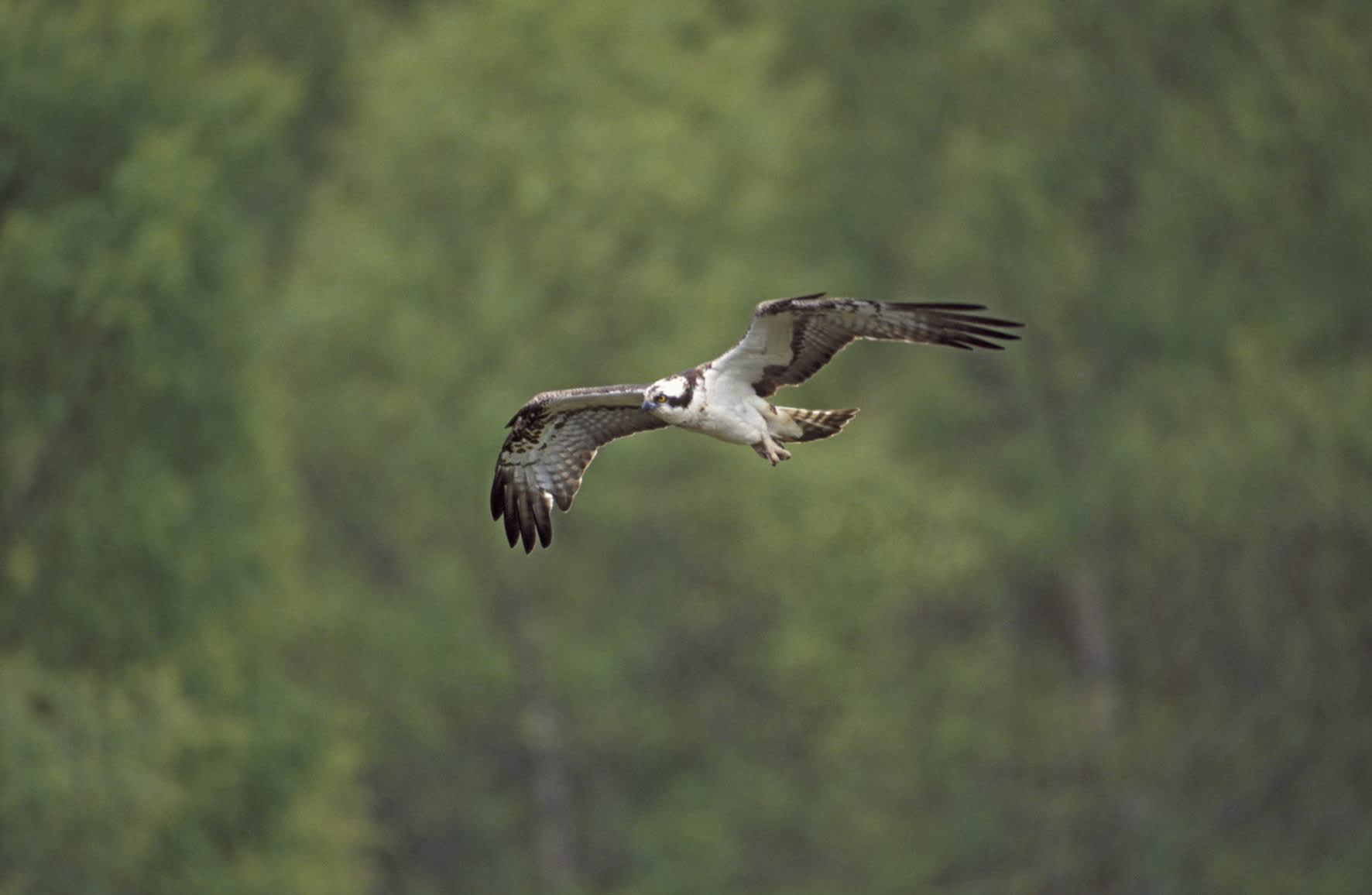 Peregrine Falcon in flight