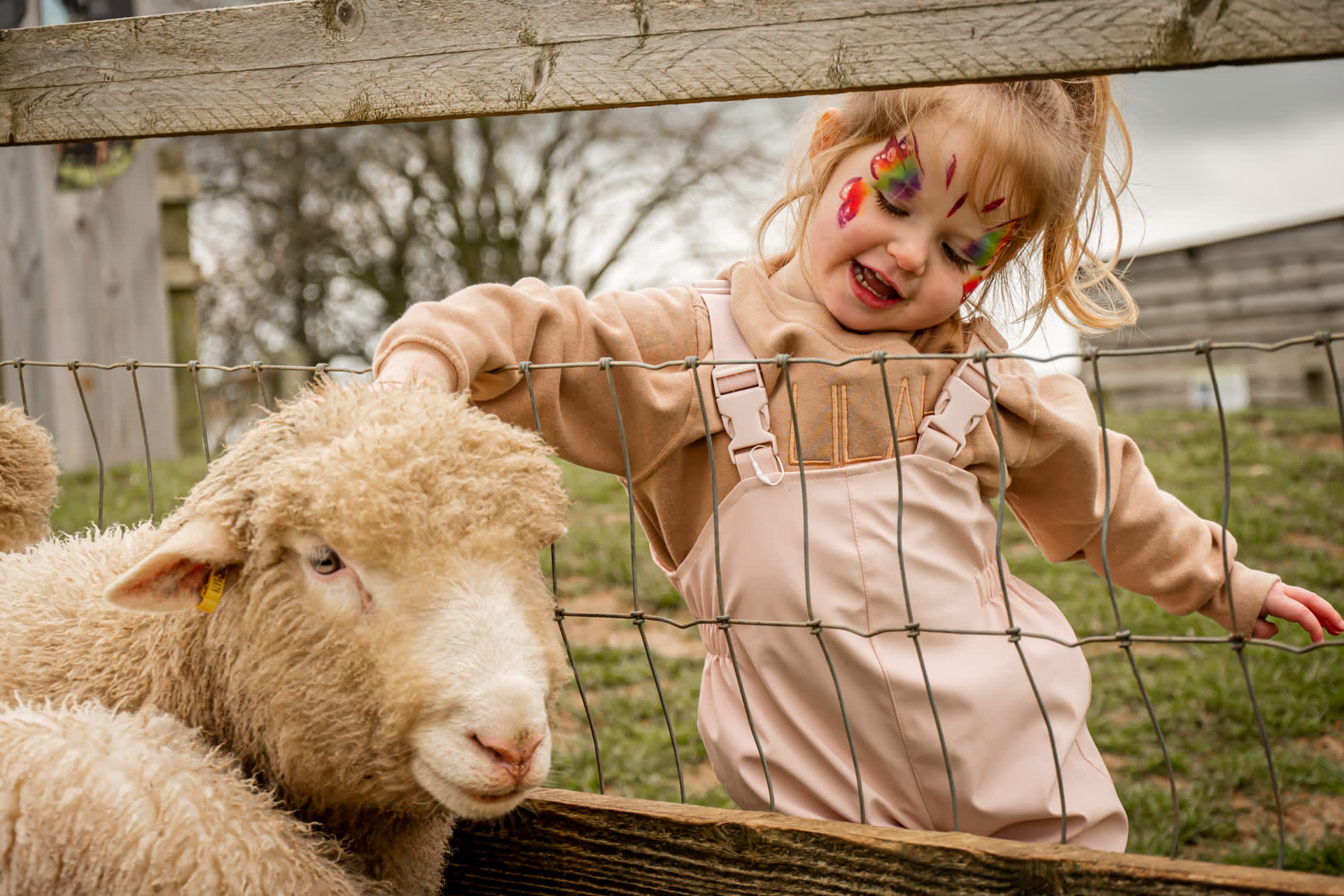 A little girl with her face painted like a butterfly strokes a sheep on its head